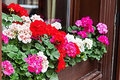 《Timberborn》发售7天销量超13万 Steam好评如潮